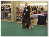 Gordon Astirkali’s, présenté par Claude (Handler)
Classe : Mâle/Jeune – Champion “Jeune” 
