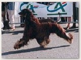 Astirkali's