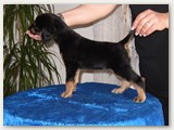 Mâle black & tan (4.5 semaines):